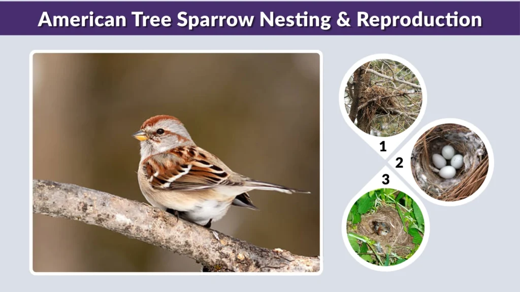 American Tree Sparrow Nesting & Reproduction