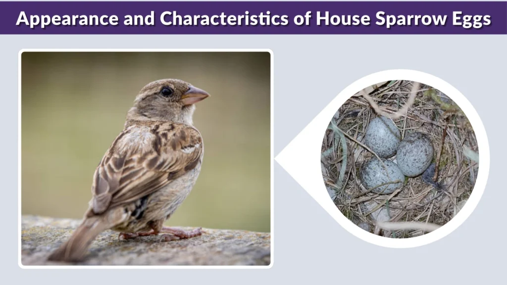 Appearance and Characteristics of House Sparrow Eggs
