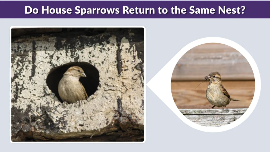 Do House Sparrows Return to the Same Nest
