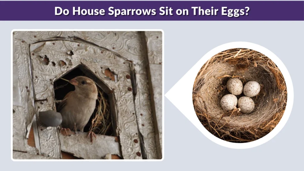 Do House Sparrows Sit on Their Eggs