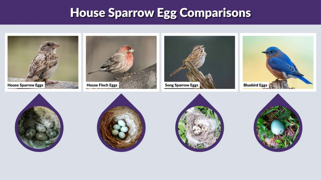 House Sparrow Egg Comparisons