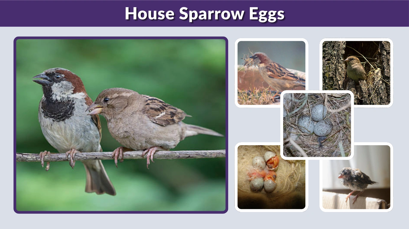 House Sparrow Eggs Color, Size, Hatch Time & Identification