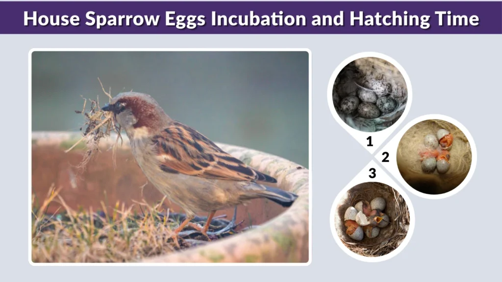 House Sparrow Eggs Incubation and Hatching Time