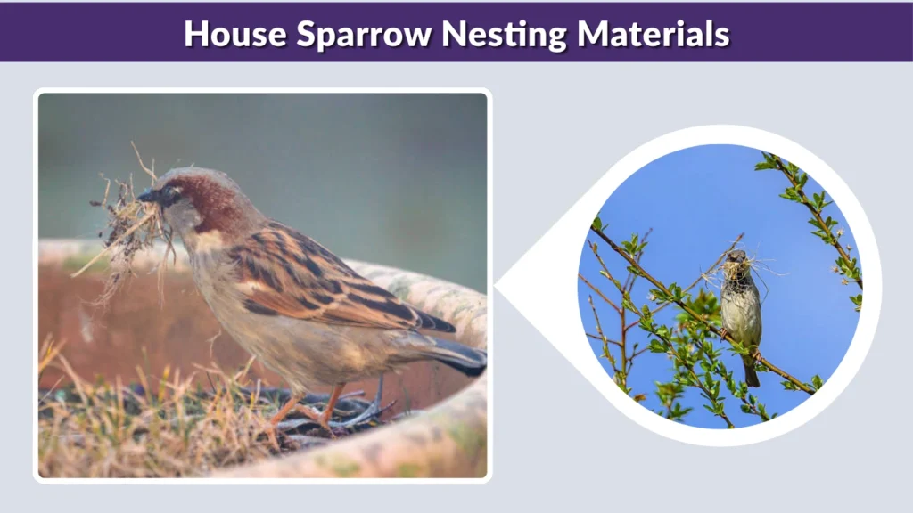 House Sparrow Nesting Materials