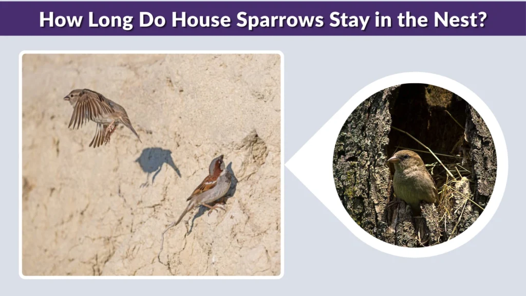 How Long Do House Sparrows Stay in the Nest