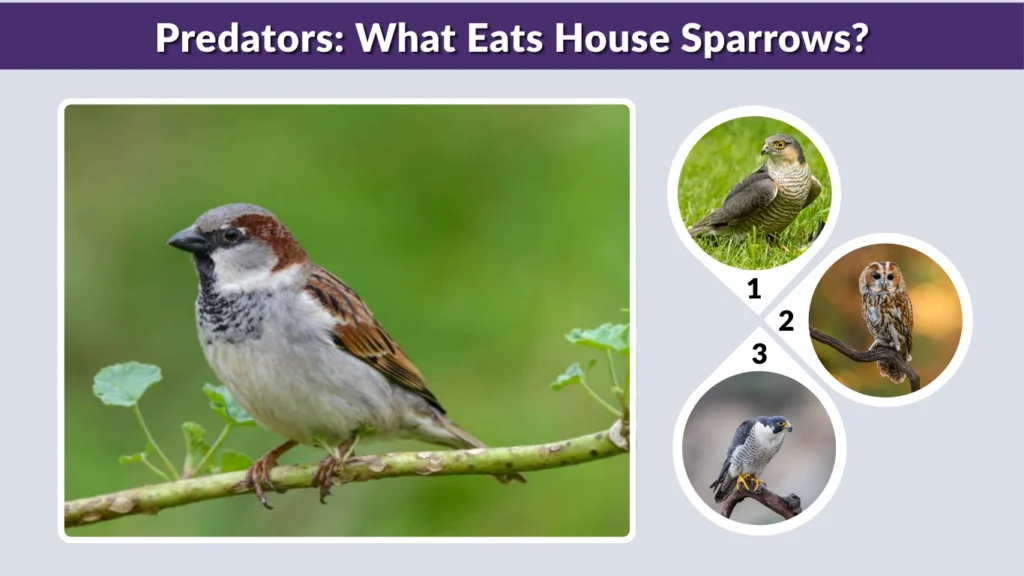 Predators What Eats House Sparrows