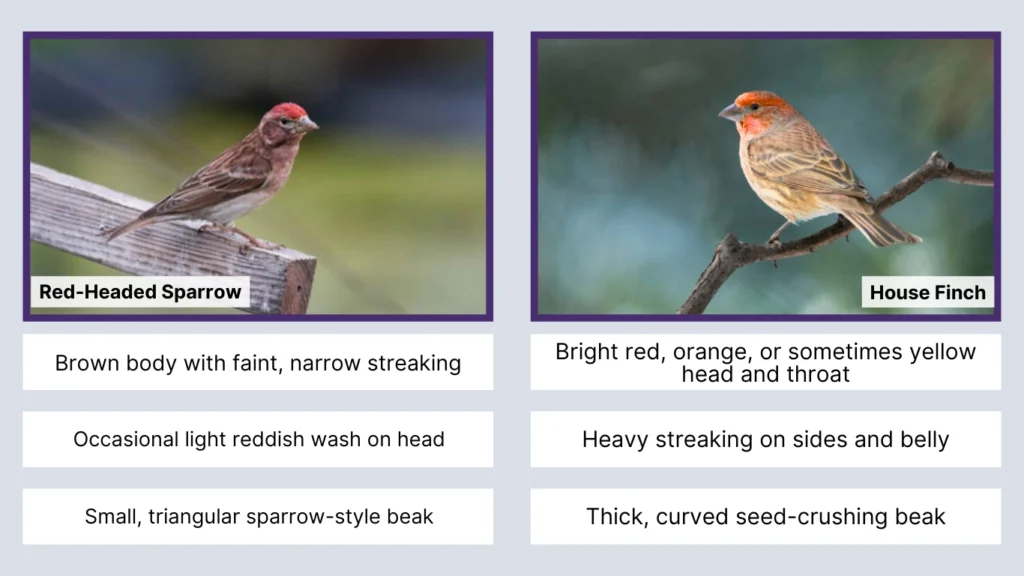 Red-Headed Sparrow vs House Finch Identification