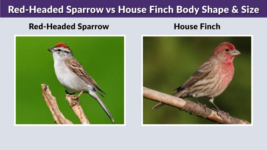 Red-Headed Sparrow vs House Finch Body Shape & Size