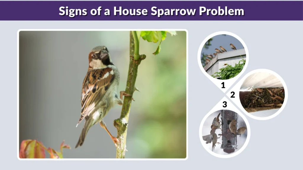 Signs of a House Sparrow Problem