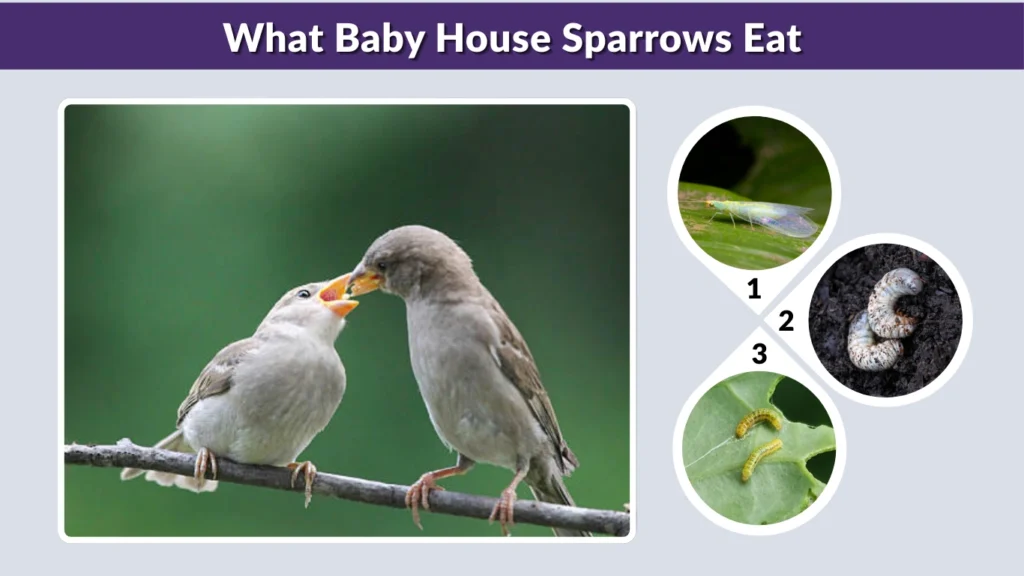 What Baby House Sparrows Eat