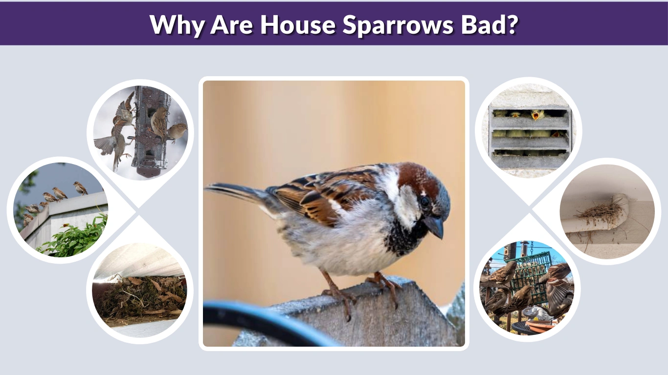 Why Are House Sparrows Bad Complete Guide to Problems They Cause