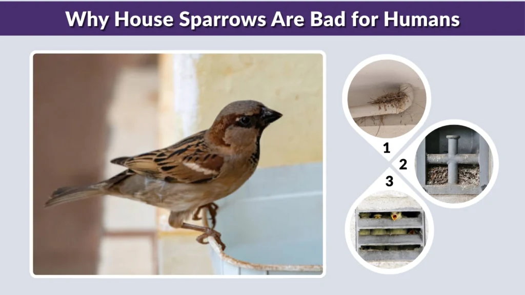 Why House Sparrows Are Bad for Humans