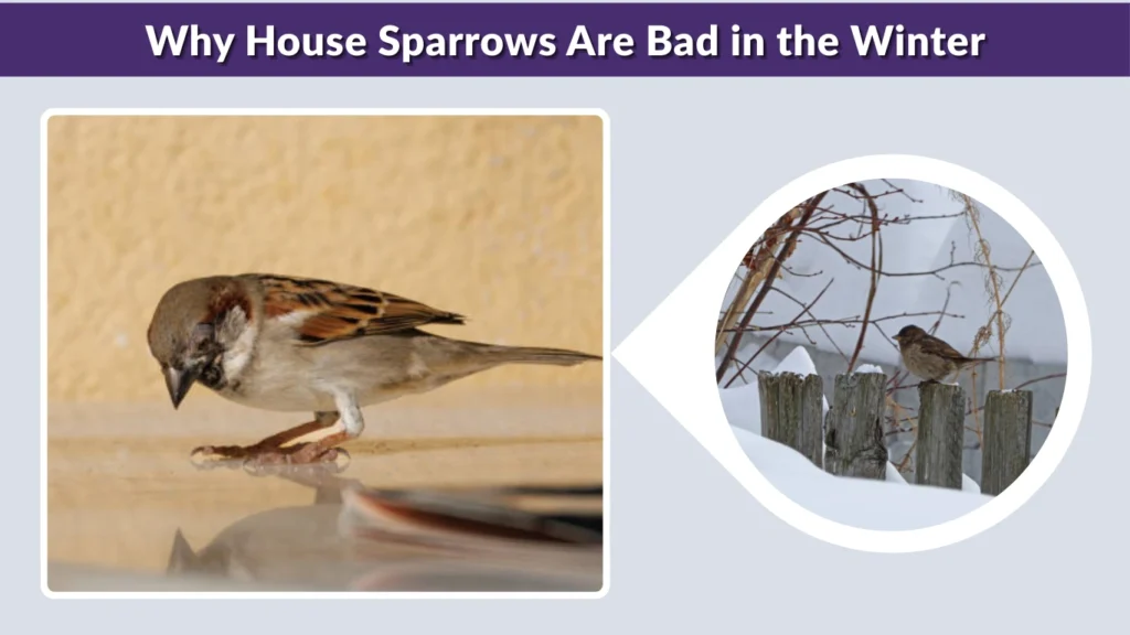 Why House Sparrows Are Bad in the Winter