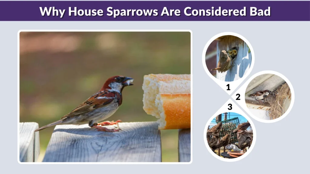 Why House Sparrows Are Considered Bad