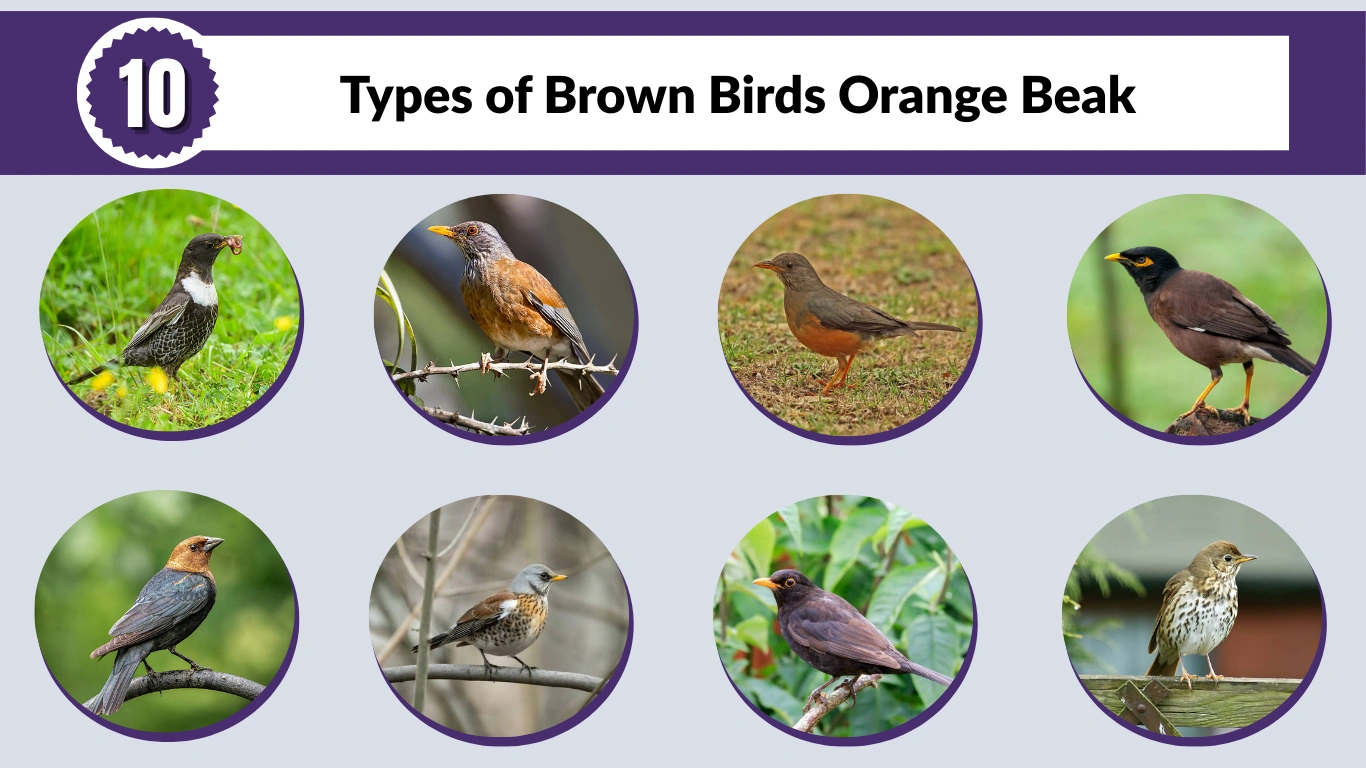 10 Types of Brown Birds Orange Beak: Identification with Pictures