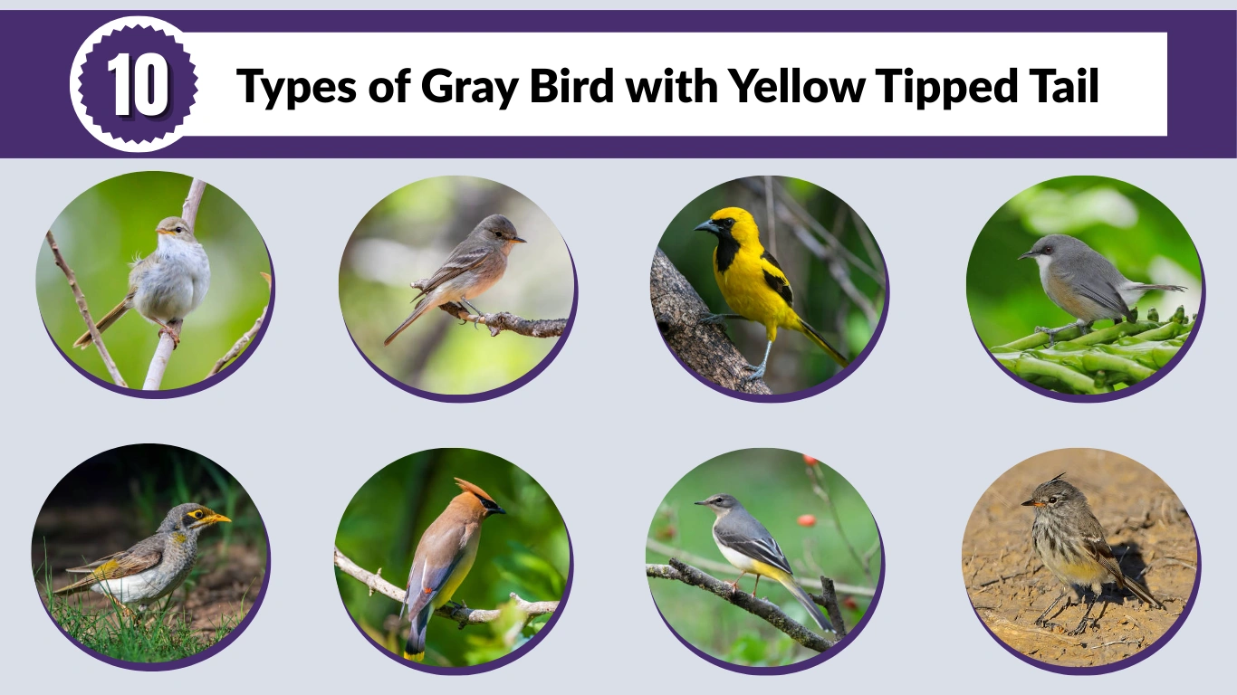 10 Types of Gray Bird with Yellow Tipped Tail: Id with Name & Pictures