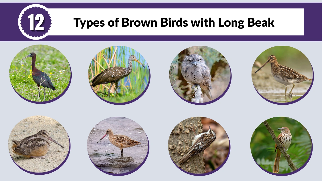 12 Types of Brown Birds with Long Beak: Id with Pictures