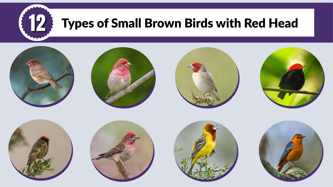 12 Types of Small Brown Birds with Red Head: Id with Pictures