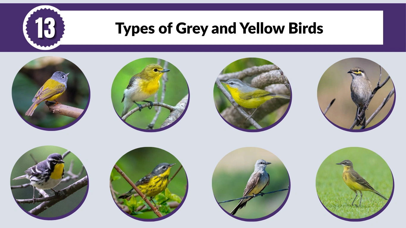 13 Types of Grey and Yellow Birds: Identification with Name & Pictures