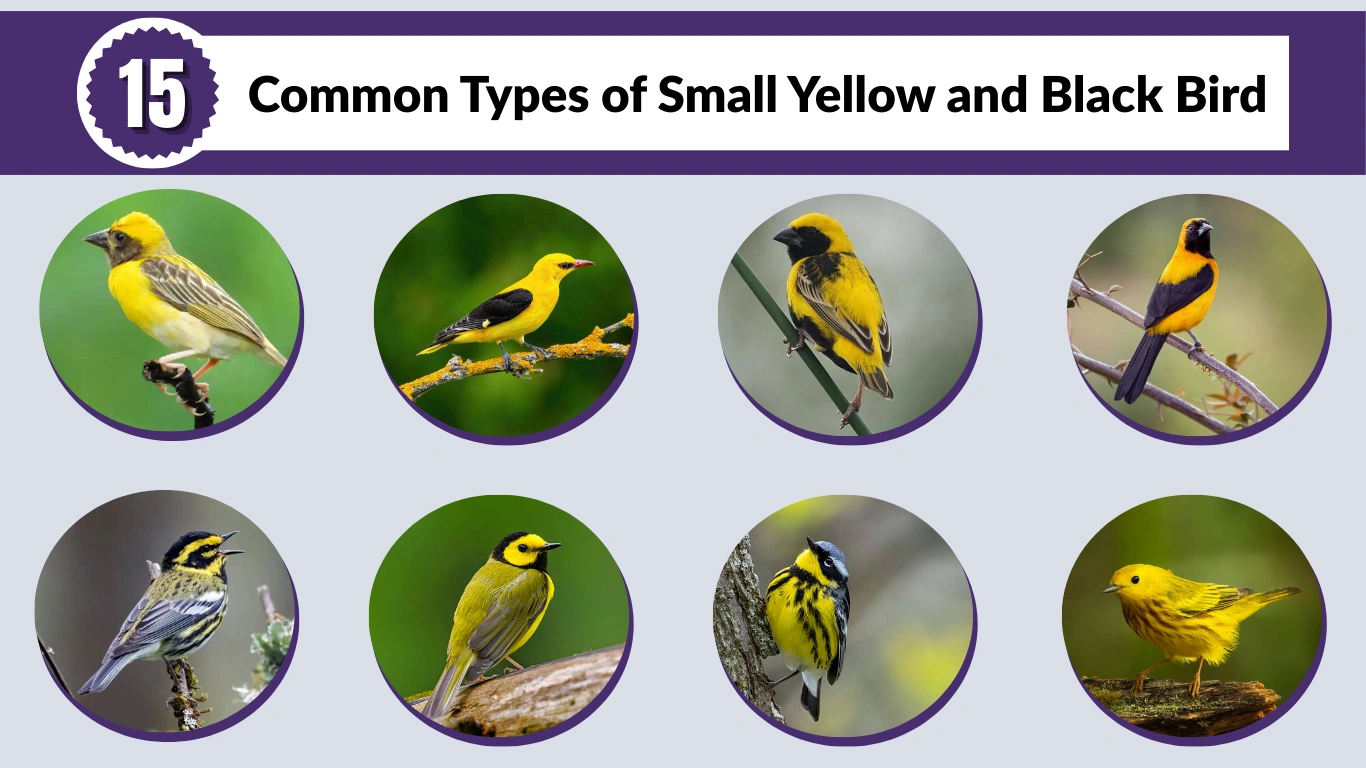 15 Common Types of Small Yellow and Black Bird