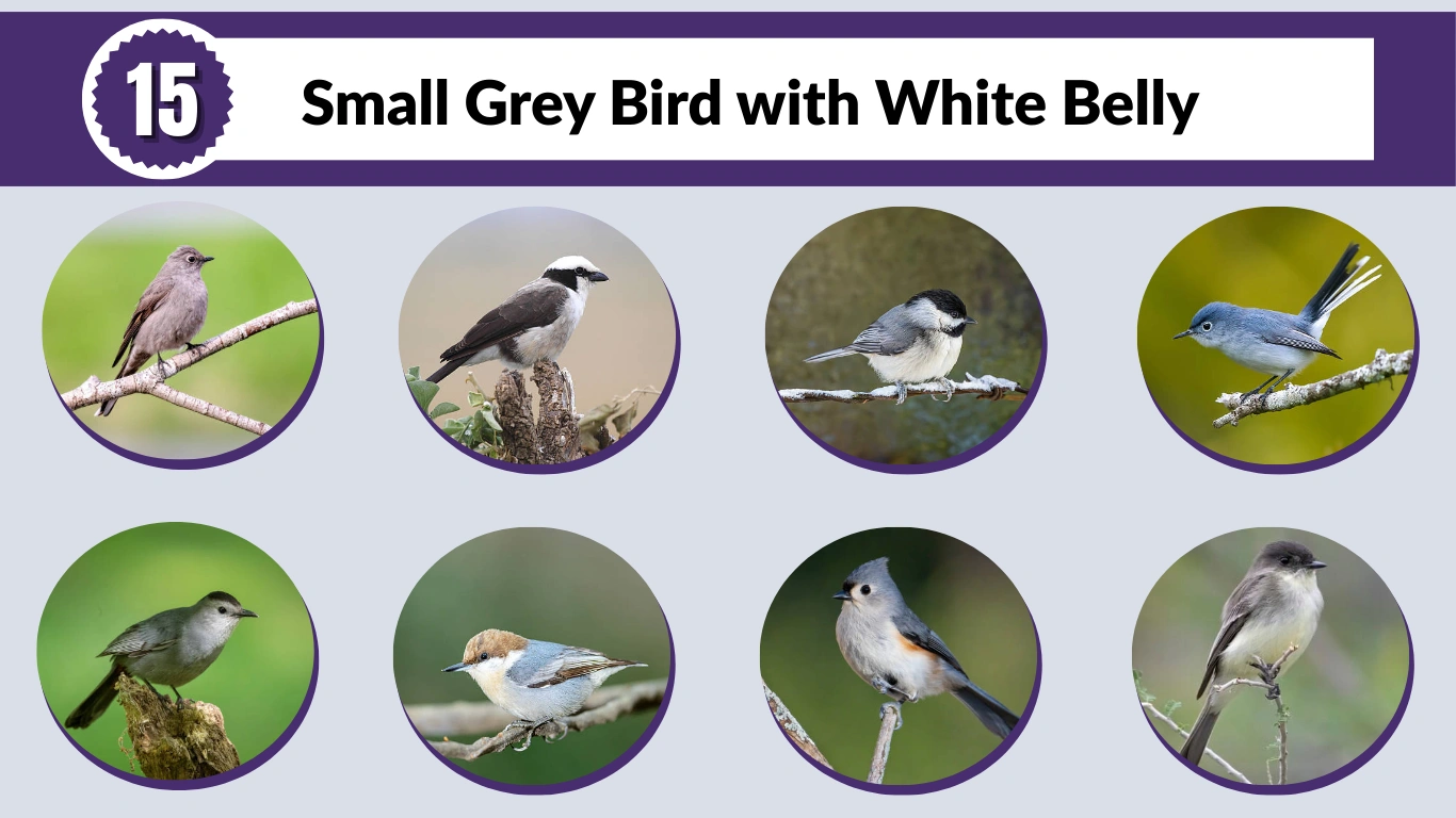 15 Small Grey Bird with White Belly: Id with PIcture