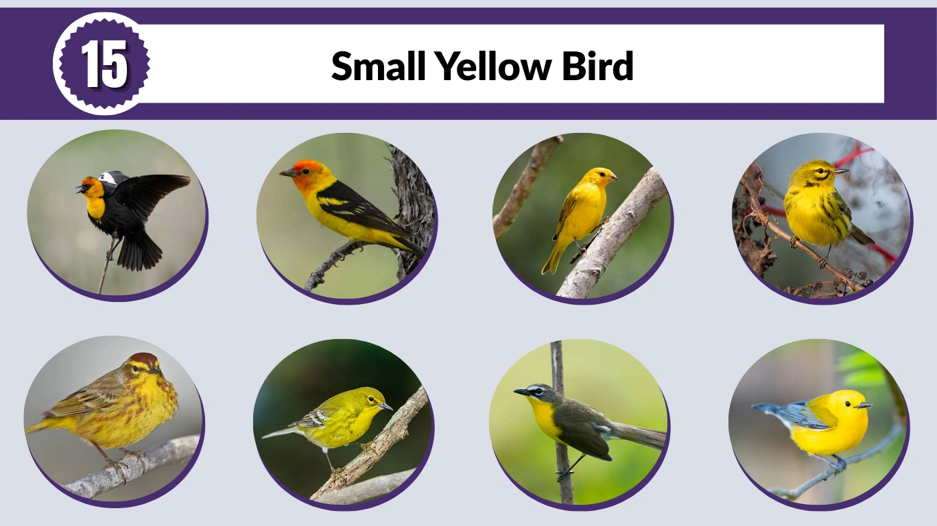 15 Small Yellow Bird: Identification with Picture