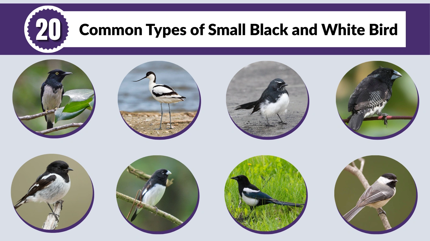 20 Common Types of Small Black and White Bird