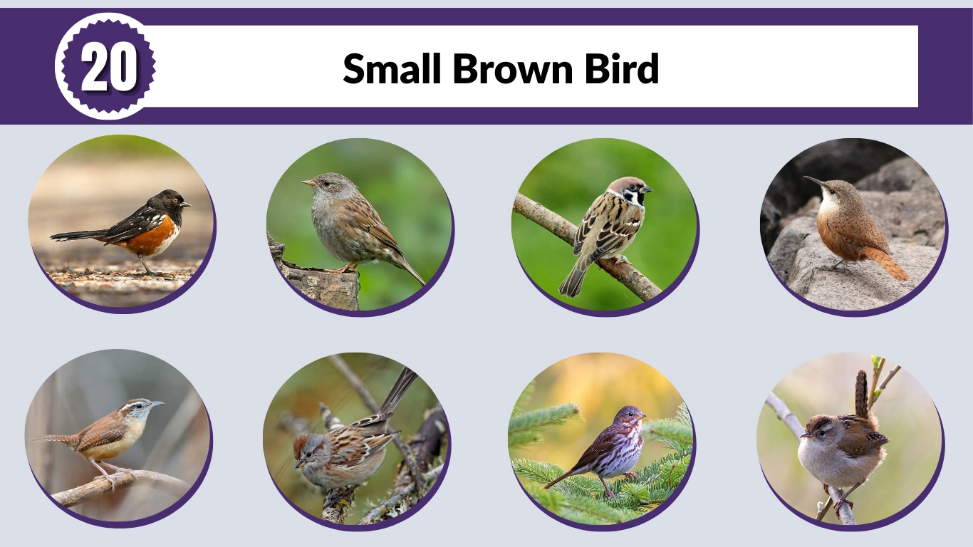 20 Small Brown Bird: Identification with Picture