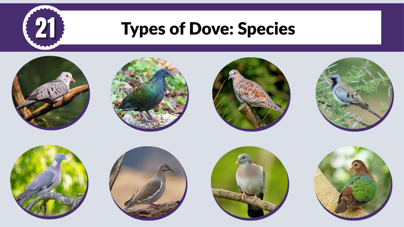 21 Types of Dove: Species, Identification with Picture