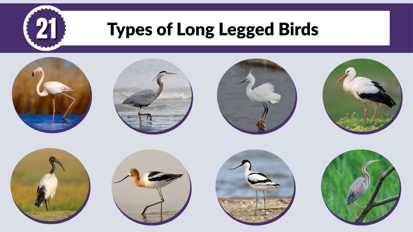 21 Types of Long Legged Birds: Identification with Picture