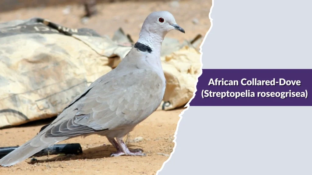 African Collared-Dove (Streptopelia roseogrisea)
