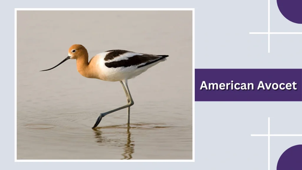 American Avocet