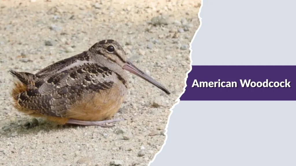 American Woodcock
