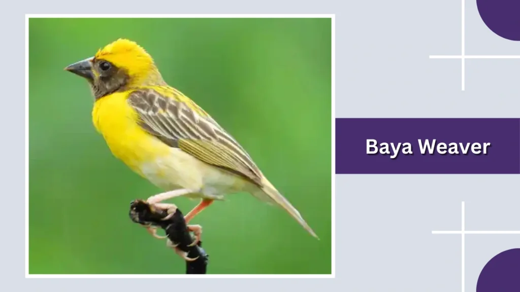 Baya Weaver