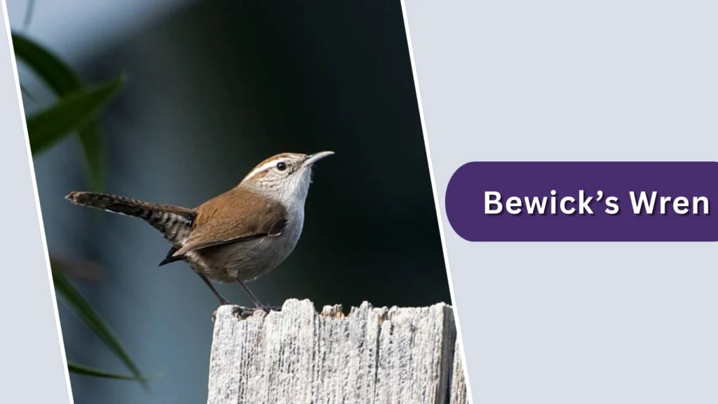 Bewick’s Wren (Thryomanes bewickii)