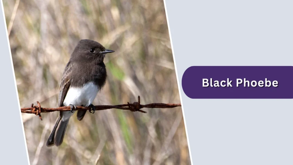 Black Phoebe