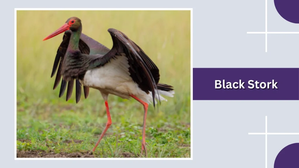 Black Stork