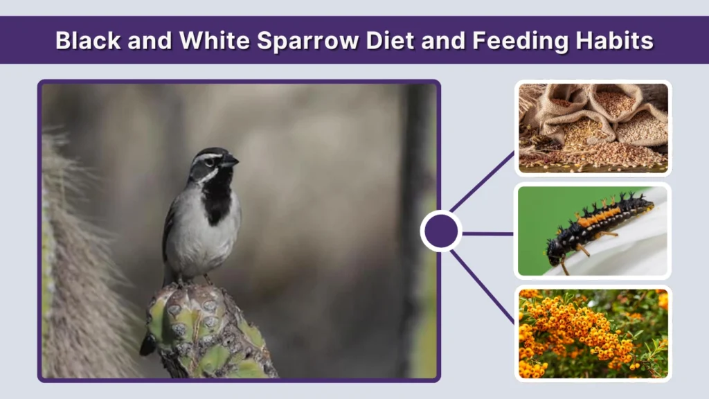 Black and White Sparrow Diet and Feeding Habits