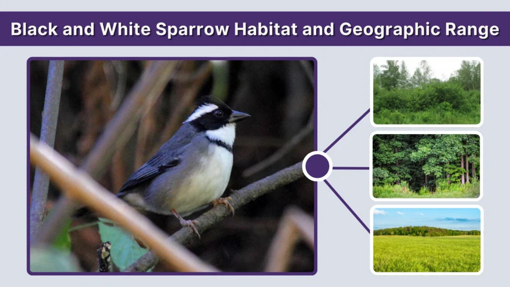 Black and White Sparrow Habitat and Geographic Range