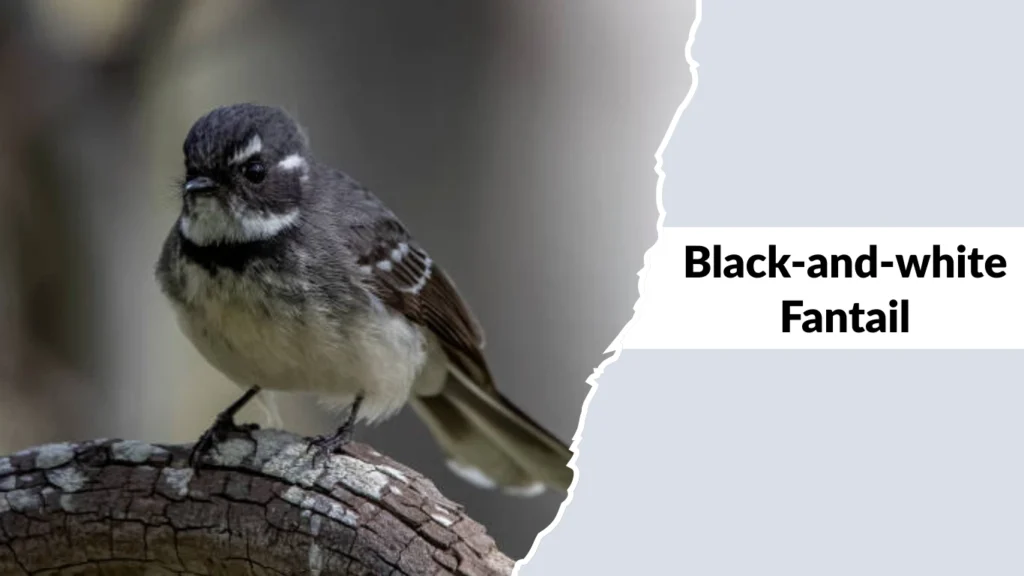 Black-and-white Fantail