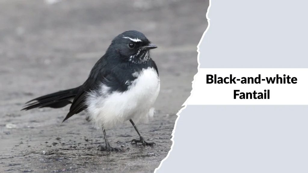 Black-and-white Fantail