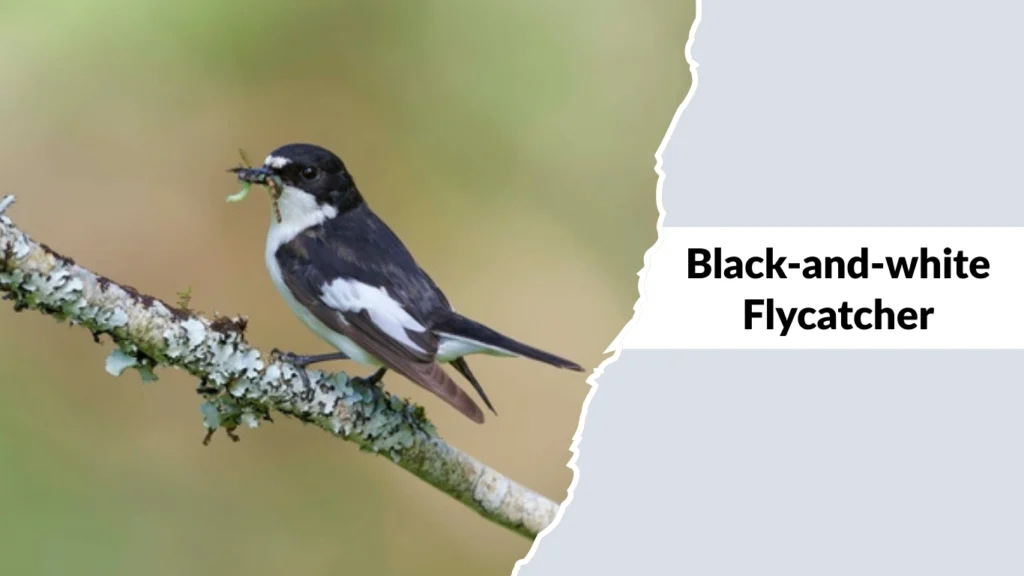 Black-and-white Flycatcher