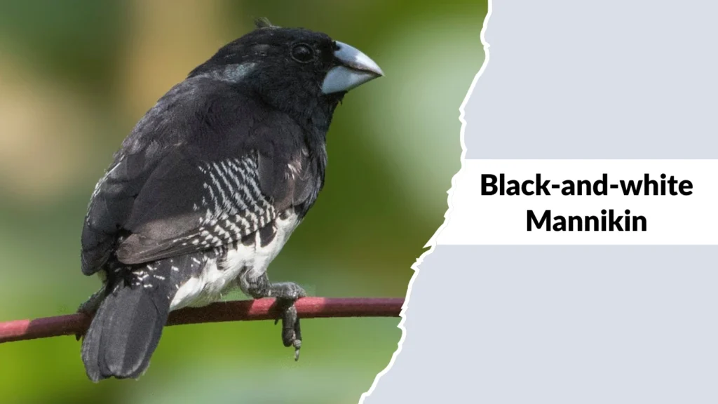 Black-and-white Mannikin