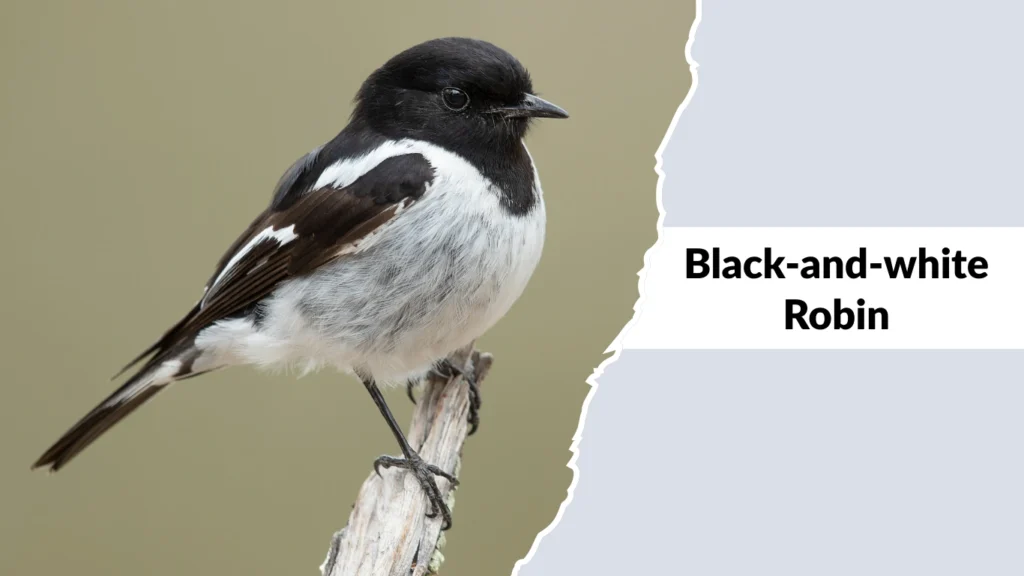 Black-and-white Robin