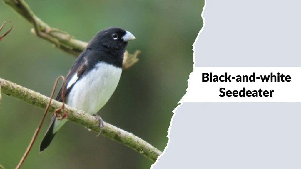 Black-and-white Seedeater