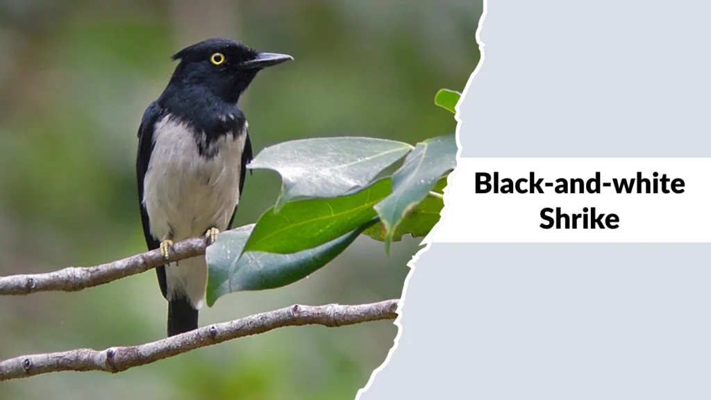 Black-and-white Shrike