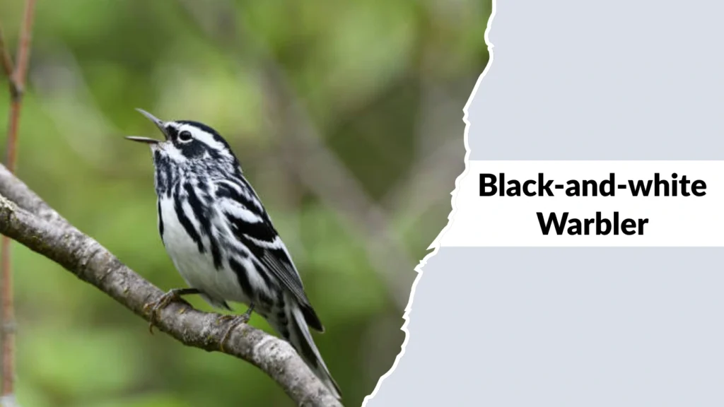 Black-and-white Warbler