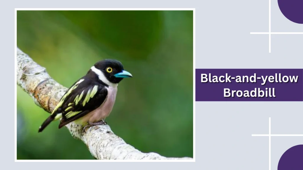 Black-and-yellow Broadbill