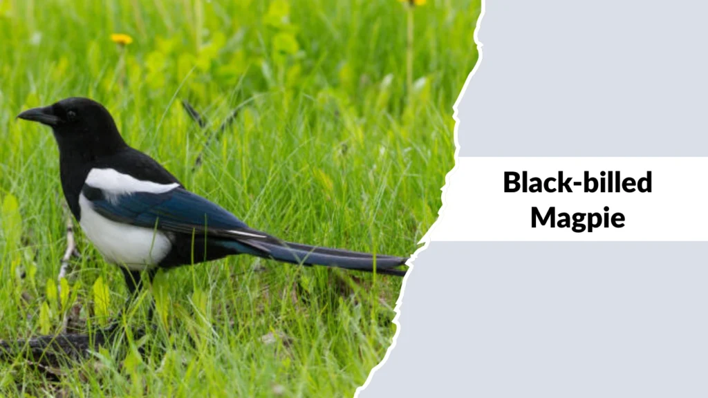 Black-billed Magpie