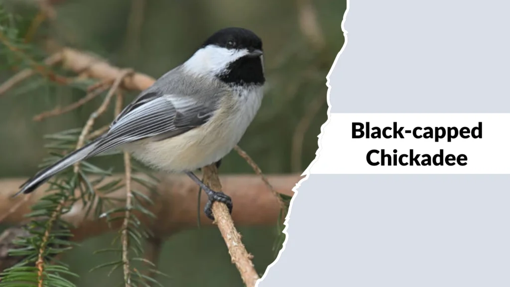 Black-capped Chickadee